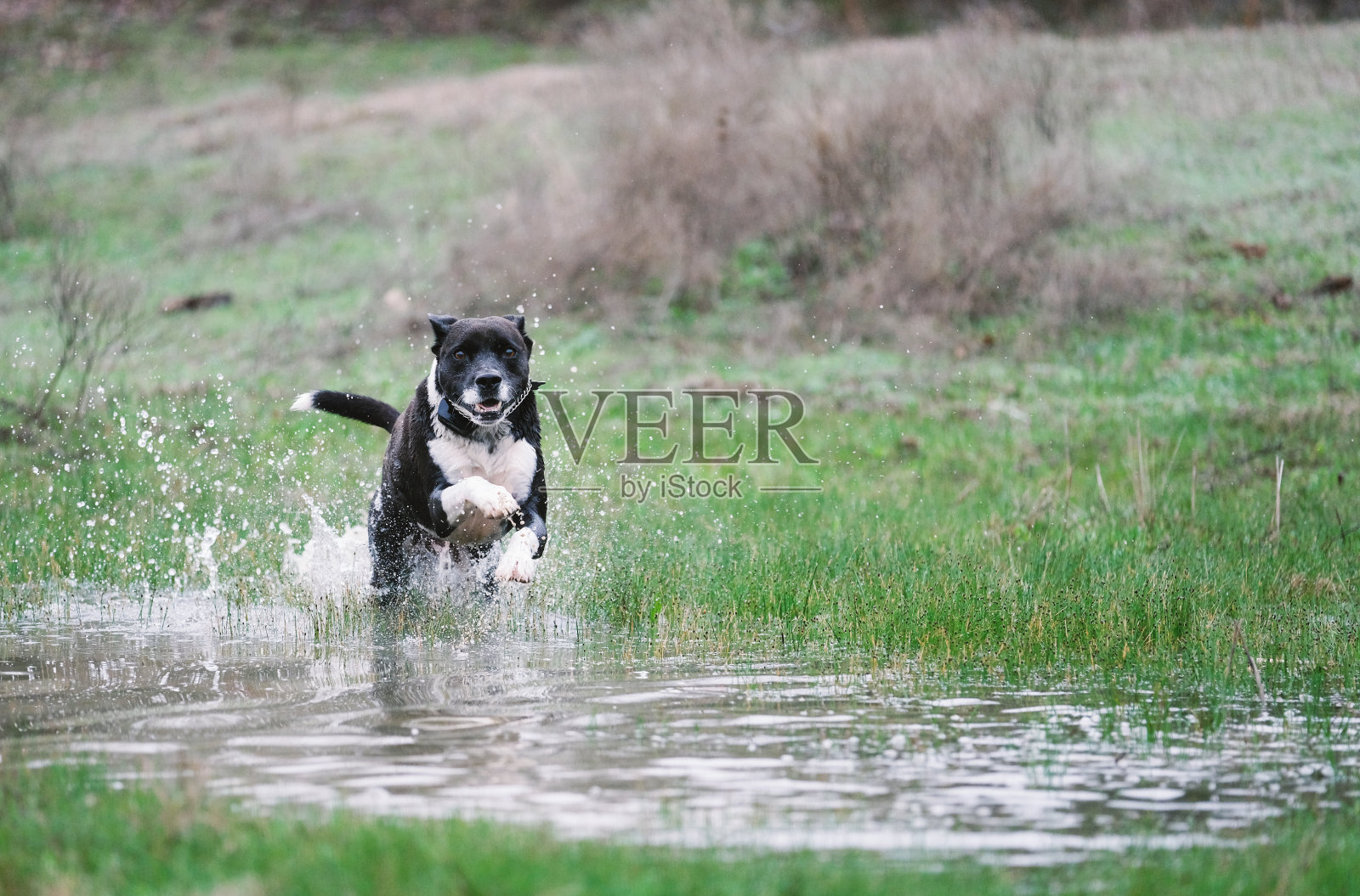 快乐的领养宠物狗在户外锻炼照片摄影图片