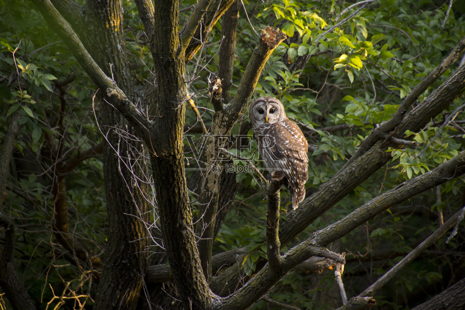 野斑猫头鹰在日出前密切注视照片摄影图片