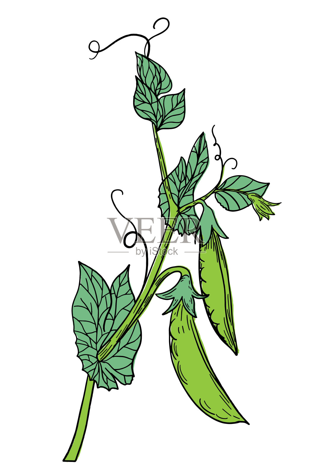 手提鲜豌豆插画图片素材