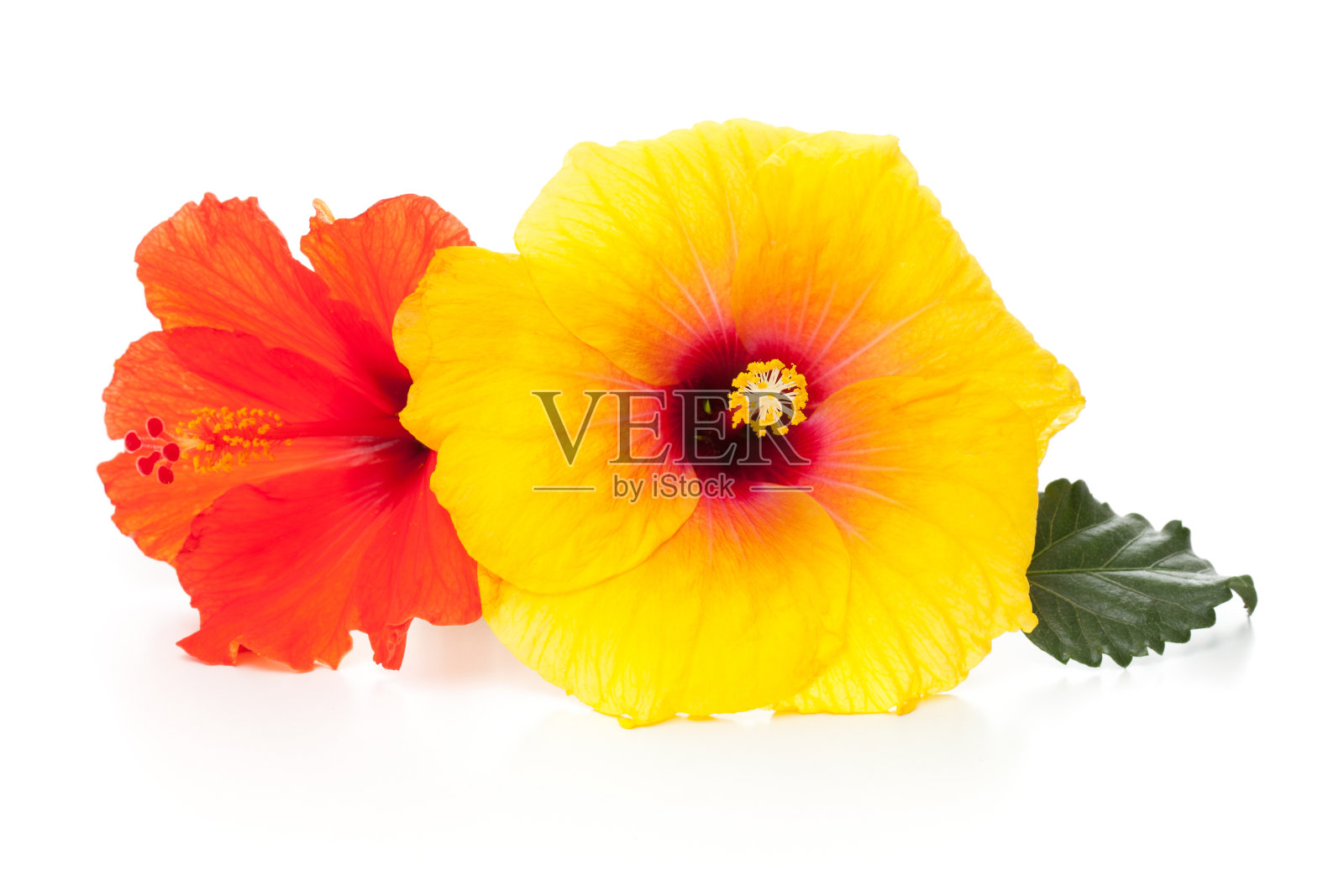 橙色和黄色的木槿花躺下照片摄影图片