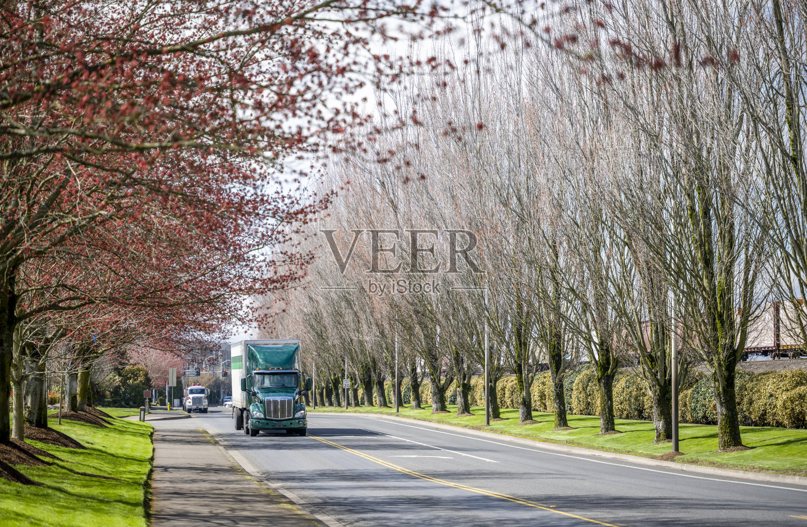 深绿色发动机罩的大卡车在运输货物的干货车半挂车行驶在当地城市街道道路与春天开花的树木巷子照片摄影图片