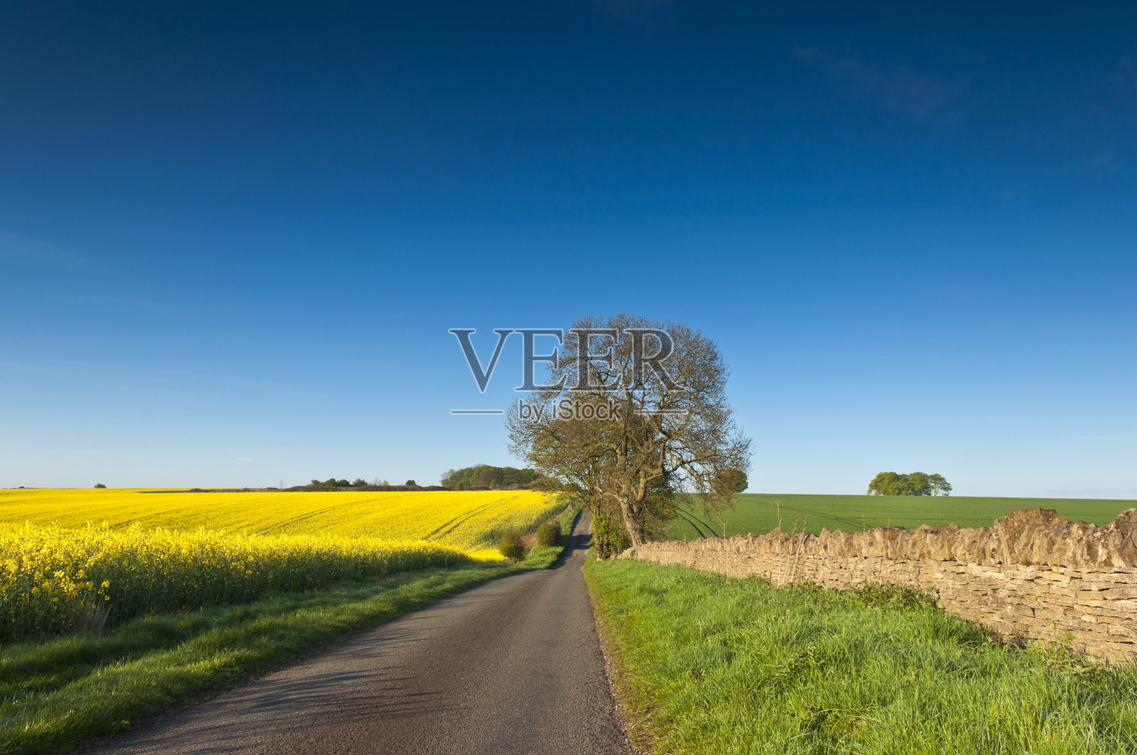 采购产品油菜，油菜籽，生物柴油作物照片摄影图片