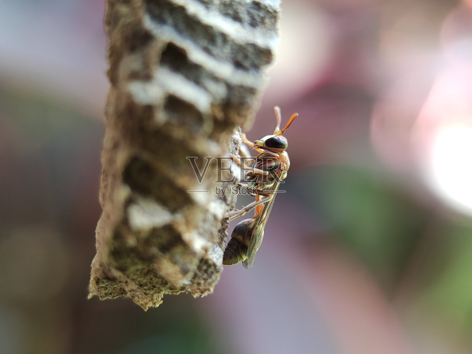 宏观世界照片摄影图片