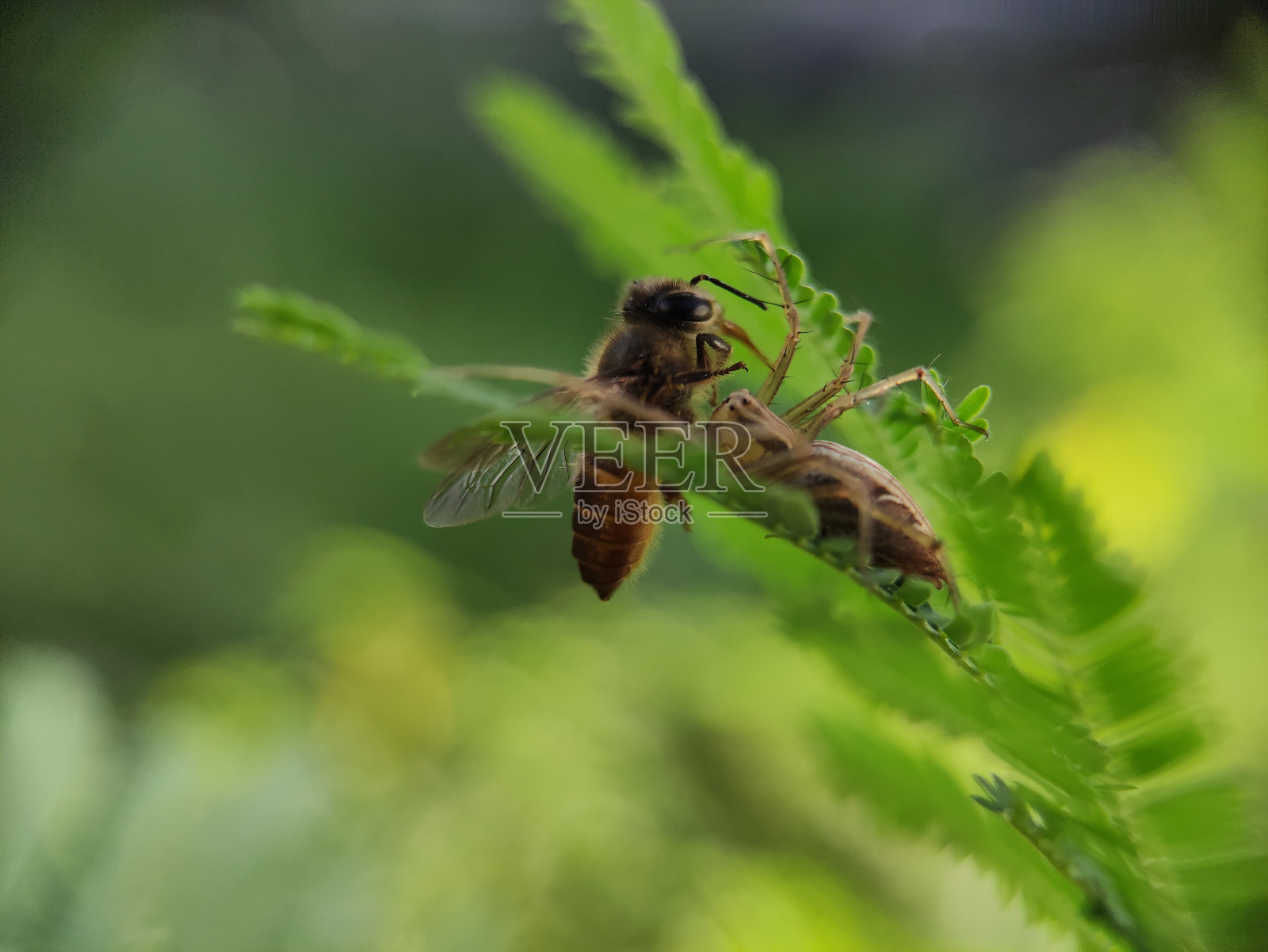 宏观世界照片摄影图片