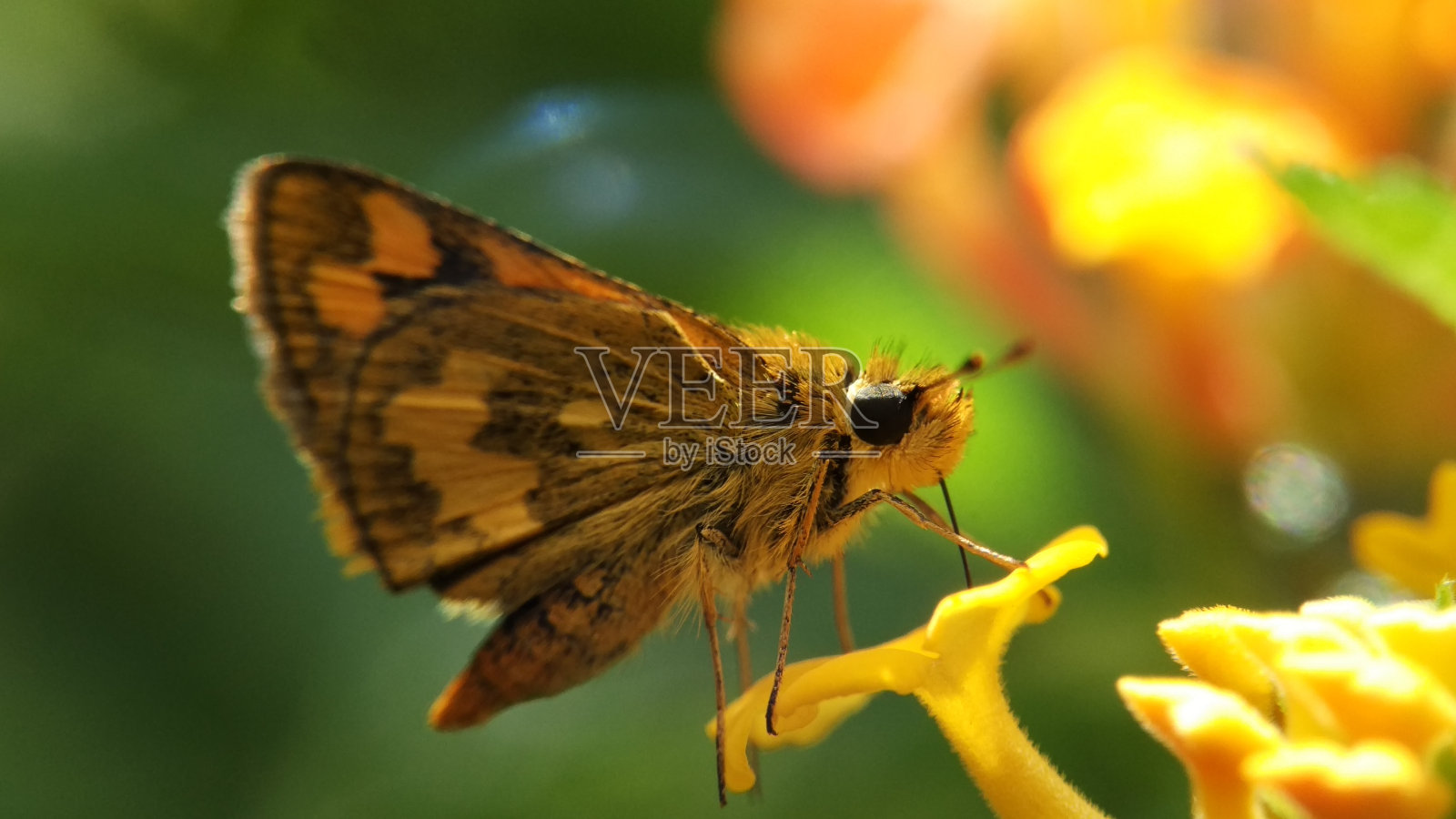 宏观世界照片摄影图片