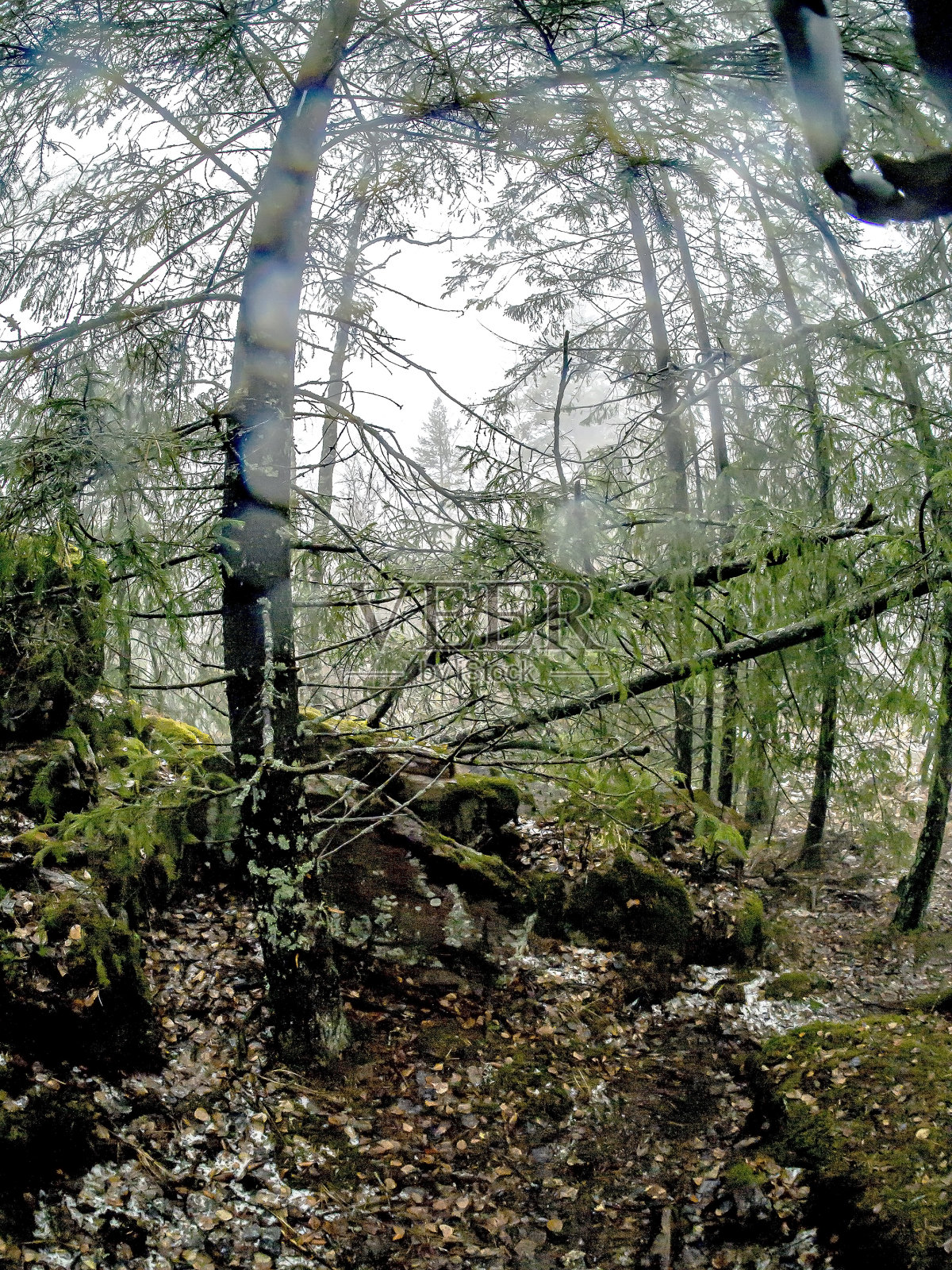 山间岩石中的树木照片摄影图片