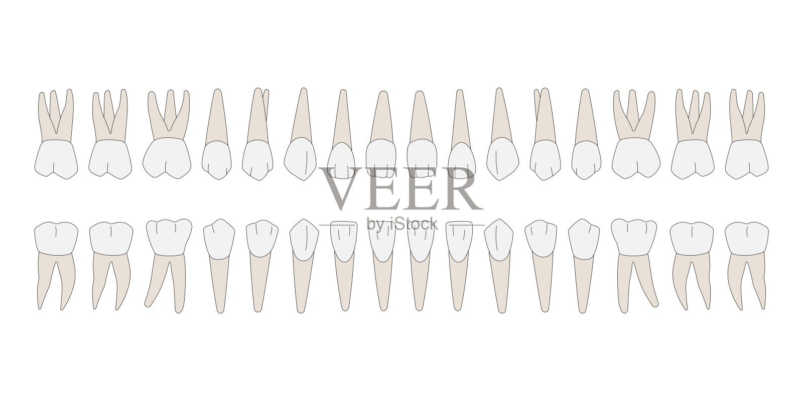 恒牙插画图片素材