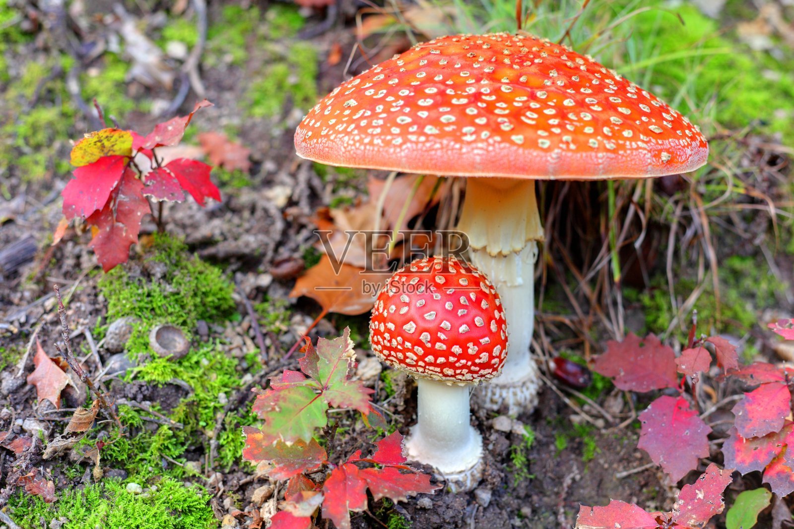 森林中的红蝇木耳照片摄影图片