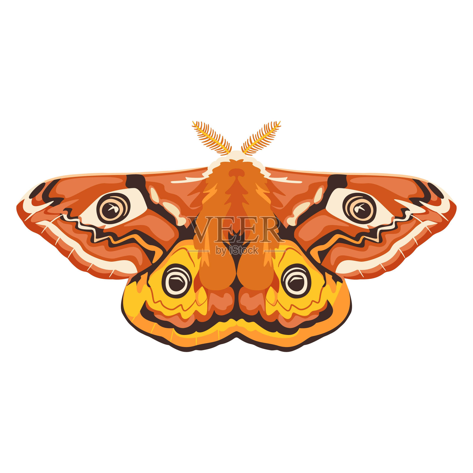 矢量美丽的帝蛾卡通插图孤立插画图片素材