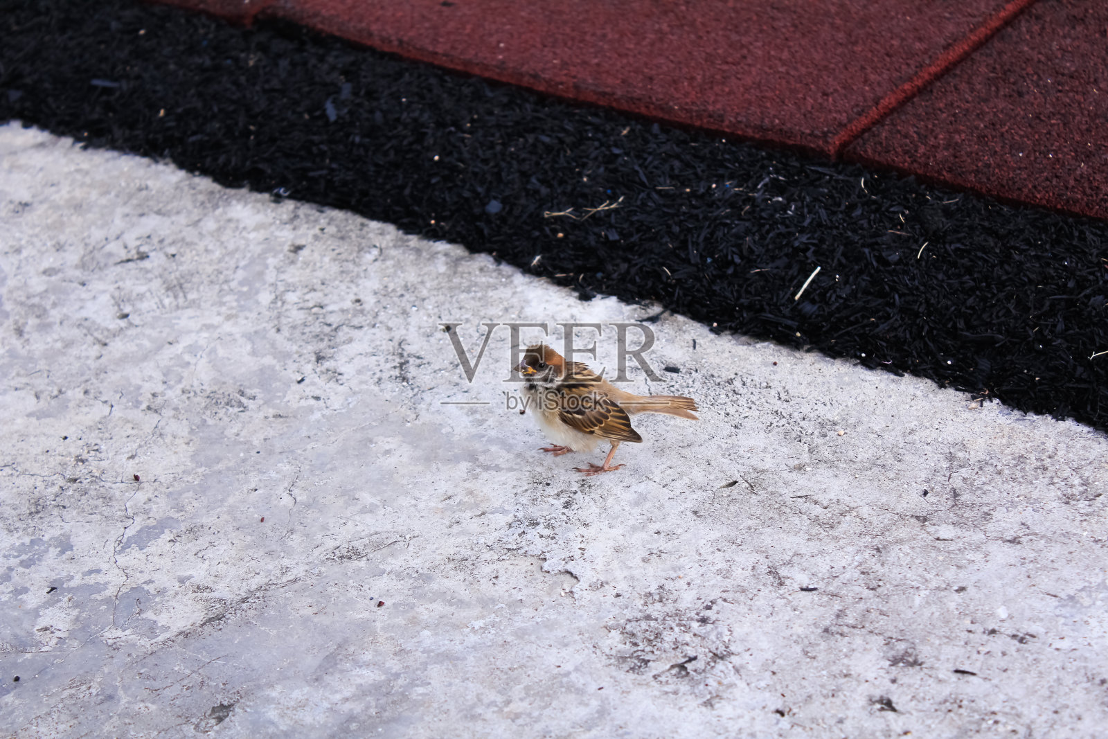 一只麻雀在街上。照片摄影图片