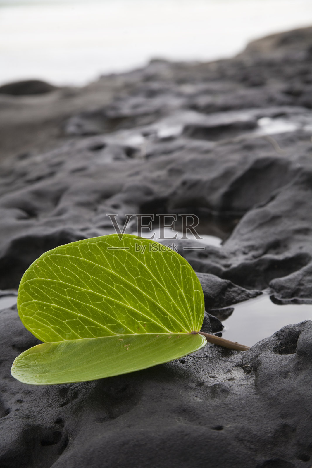 叶子在水中照片摄影图片