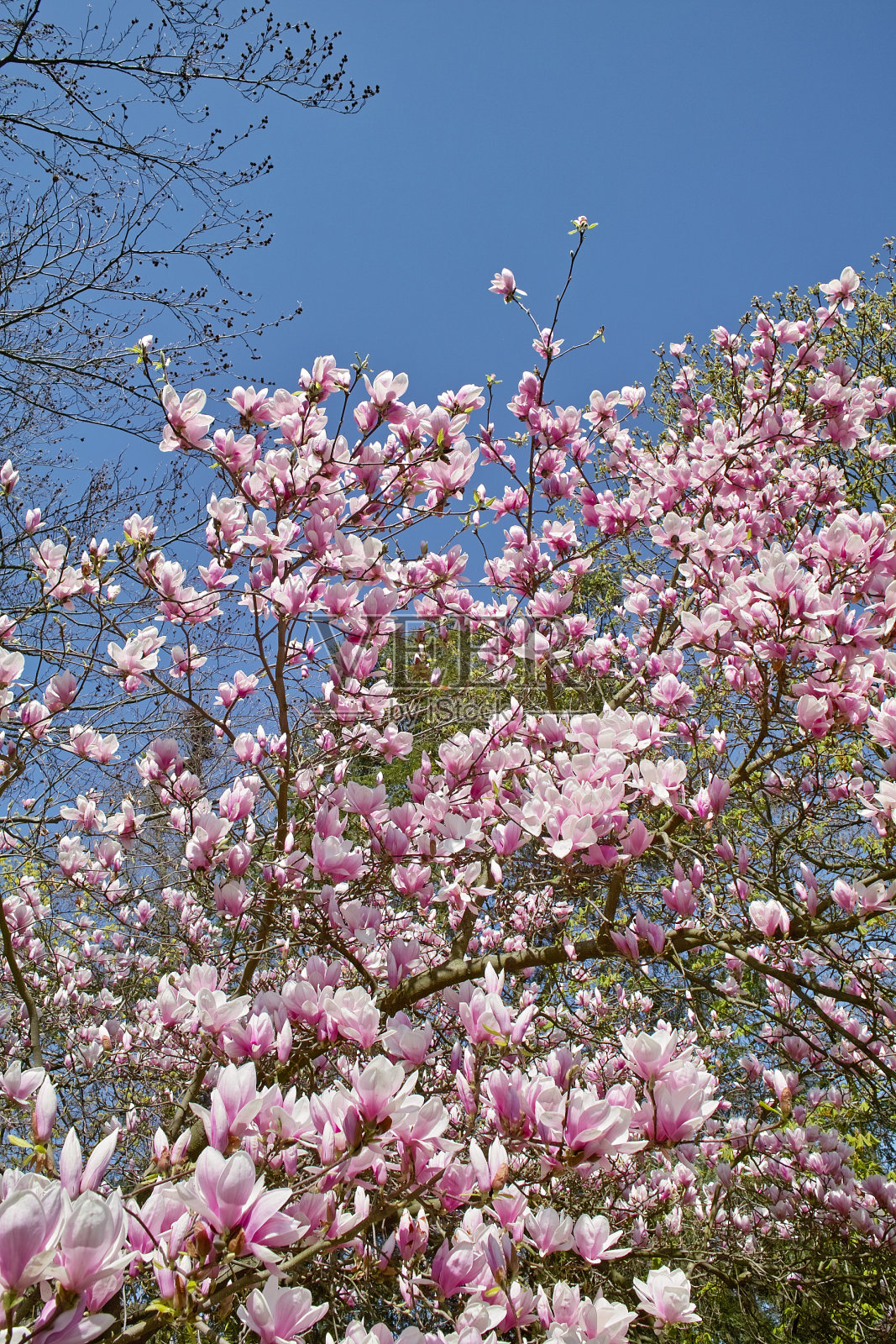 在春天盛开的木兰照片摄影图片