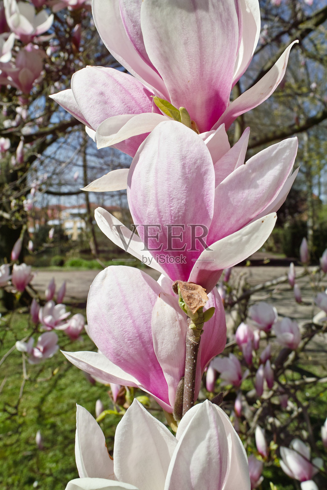 在春天盛开的木兰照片摄影图片