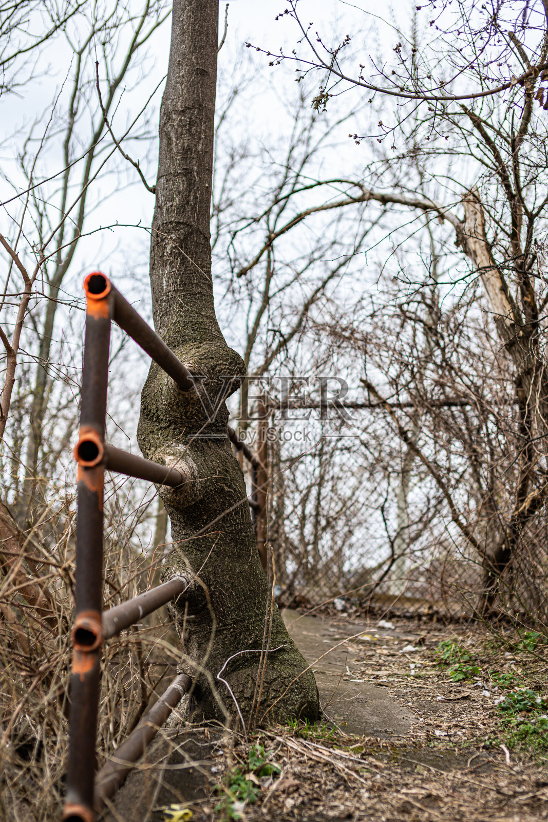 一棵大树长出来，把那道生锈的旧铁栏杆给吞了照片摄影图片