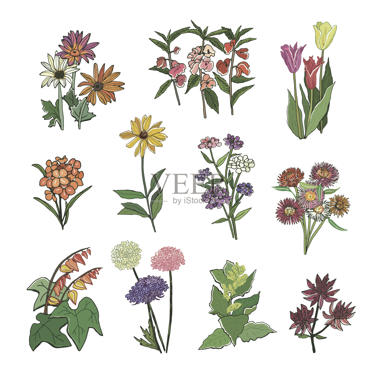花园花矢量手绘插图集插画图片素材
