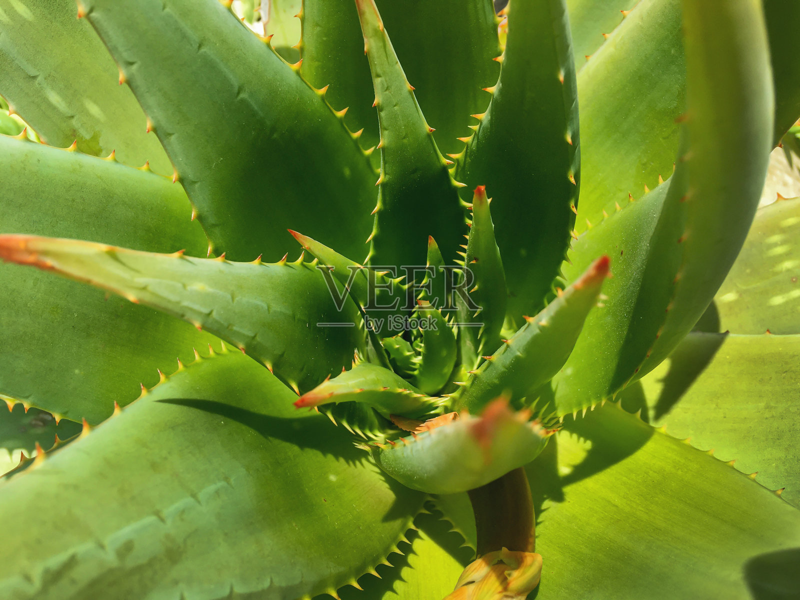 绿色芦荟叶带刺。带有带刺植物的自然背景。照片摄影图片