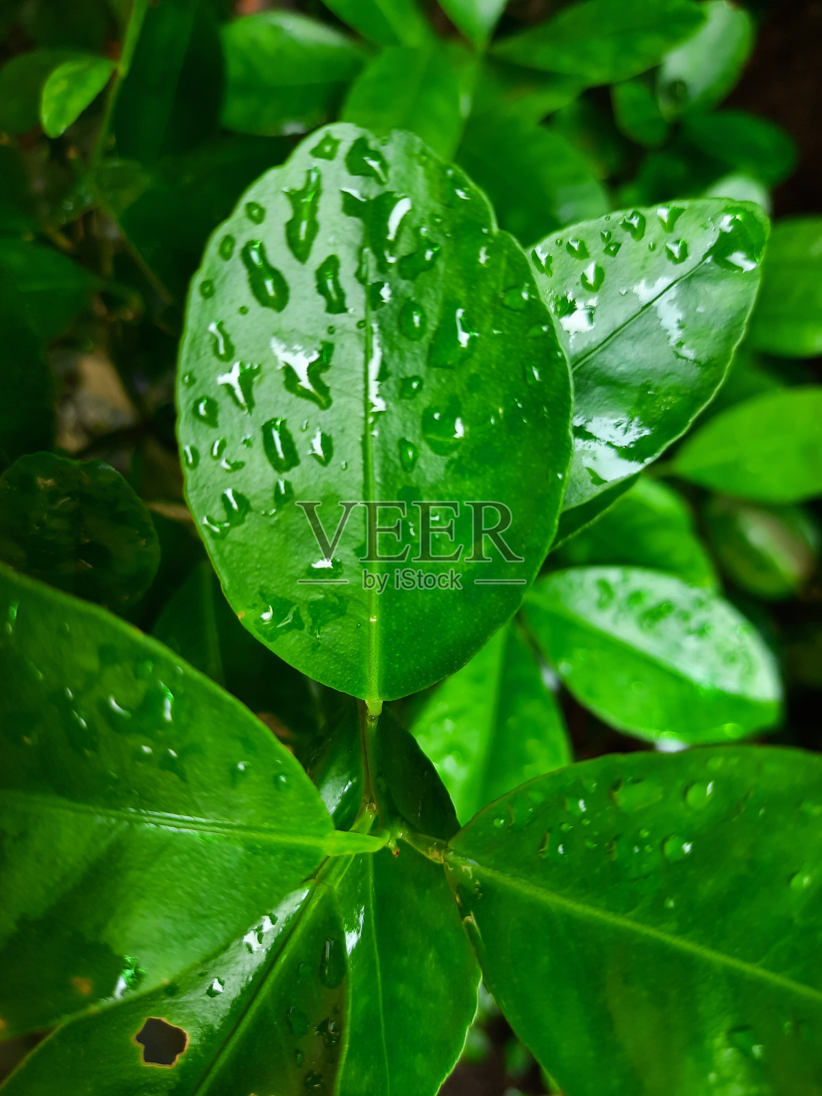叶照片摄影图片