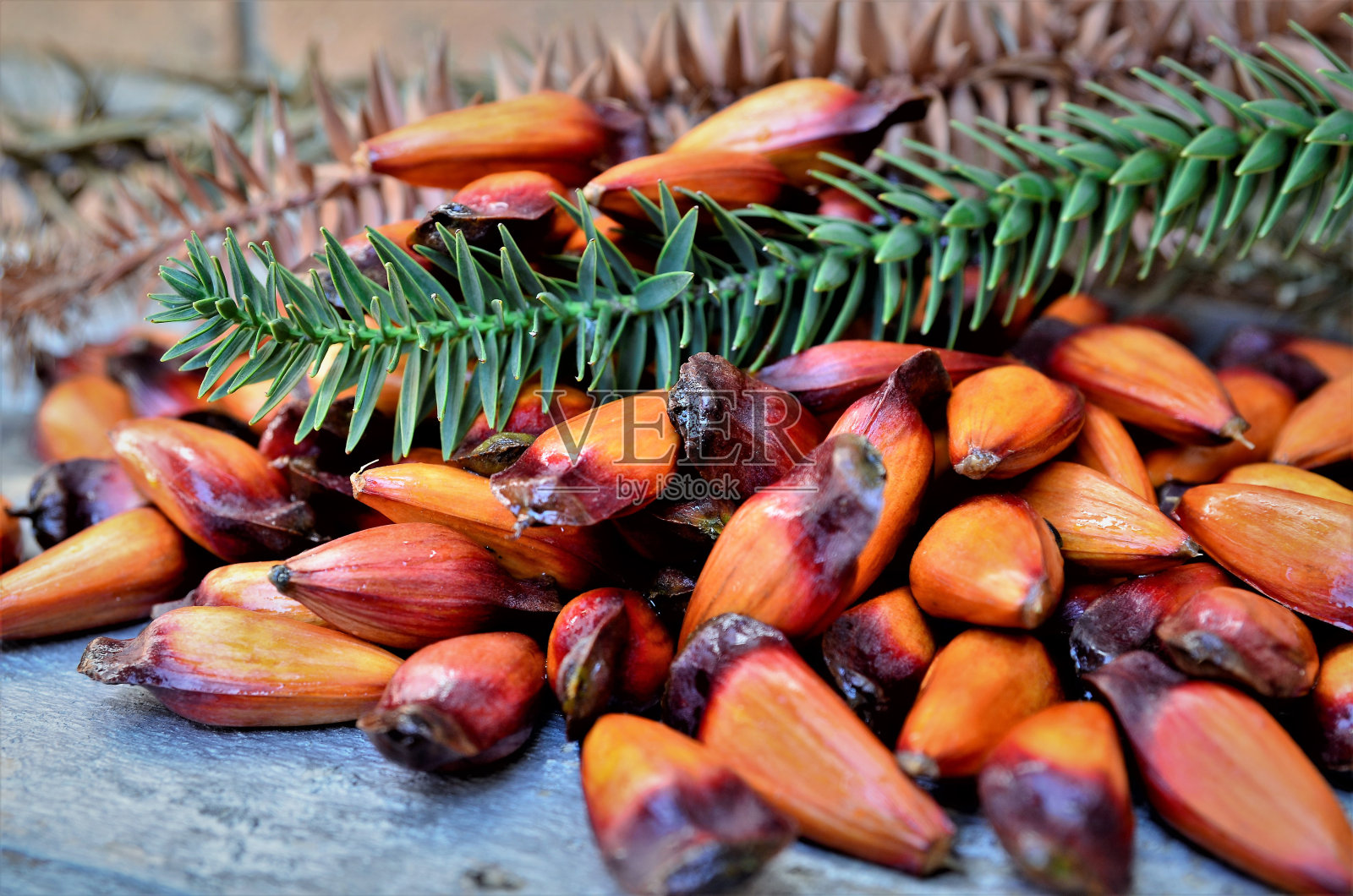 美丽的成熟松仁和沙枣叶照片摄影图片
