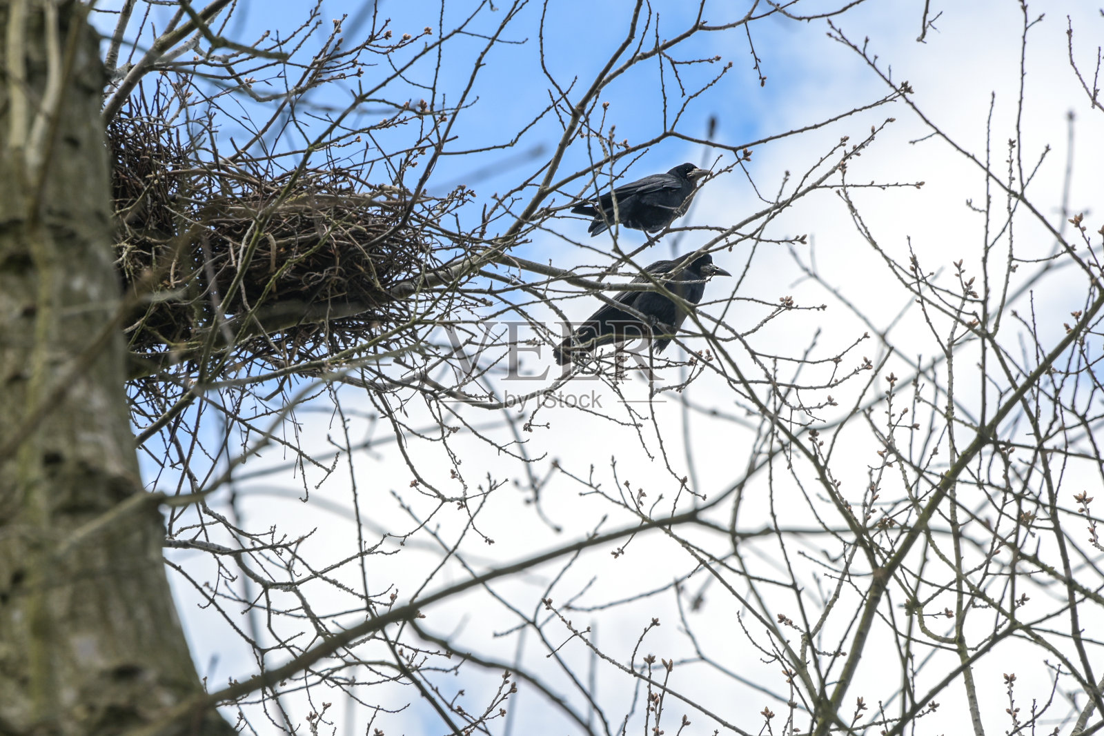 两只白嘴鸦(Corvus frugilegus)在它们的鸟巢上用许多小树枝搭在一棵高大的树的顶部，房屋概念和房地产隐喻，蓝天与白云，选择重点照片摄影图片