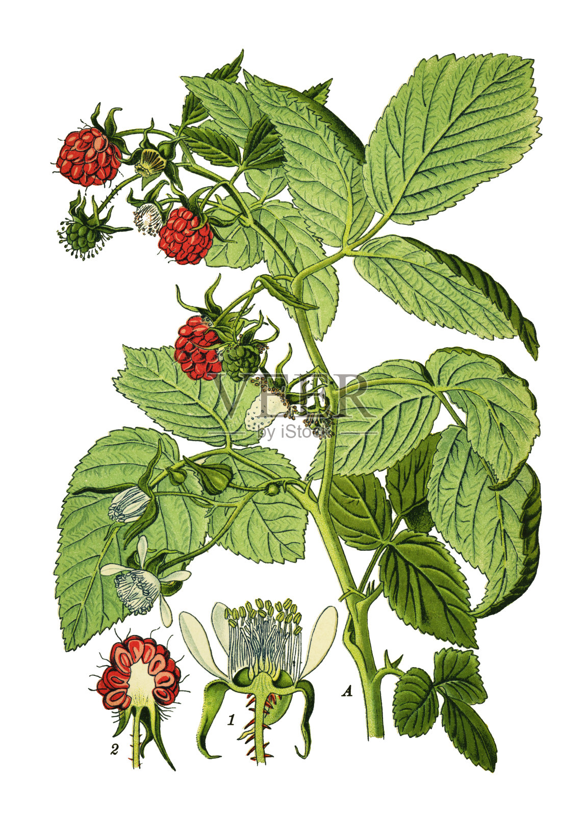 树莓插画图片素材