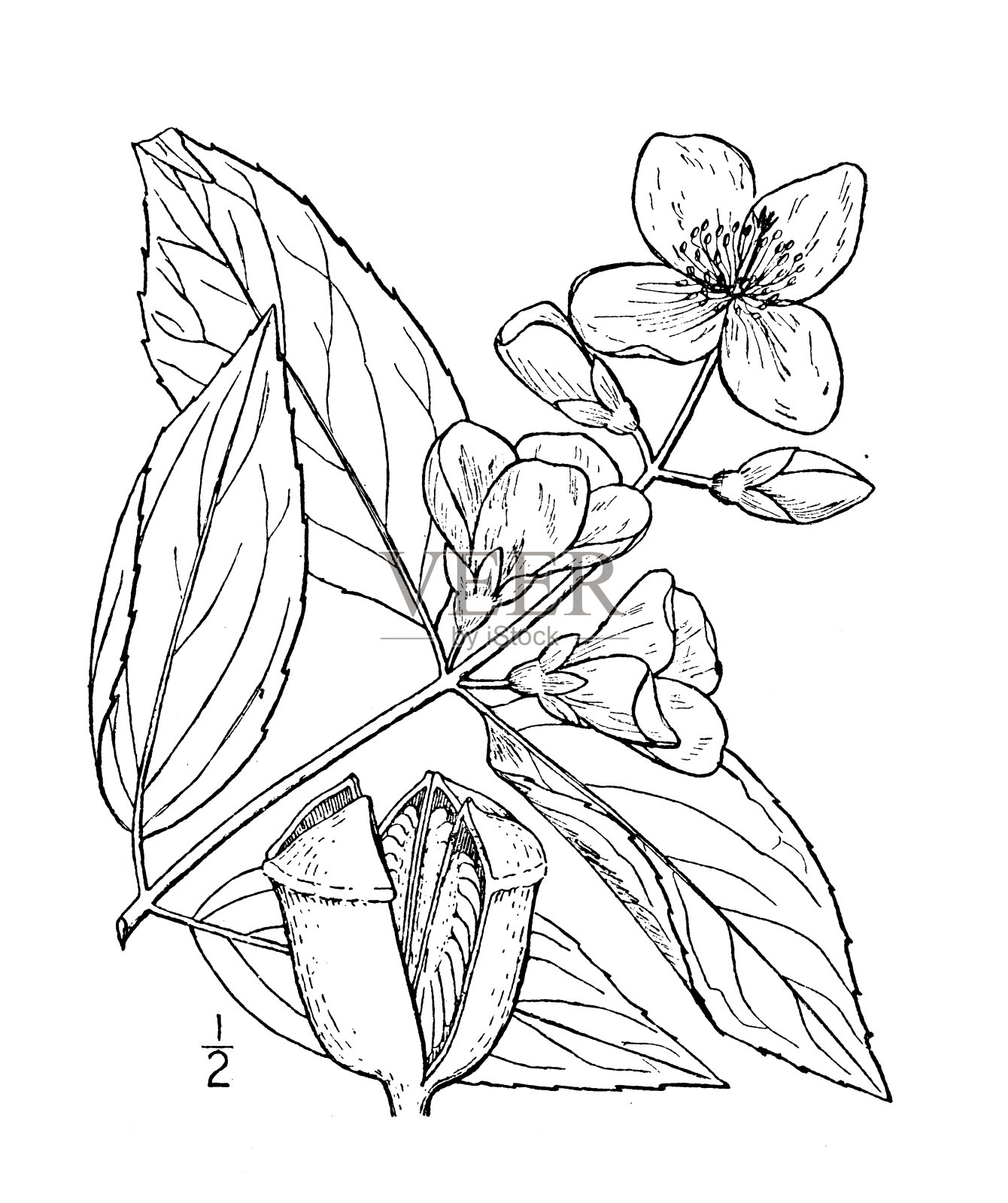 古董植物学植物插图:费城冠状花序，花园紫丁香插画图片素材