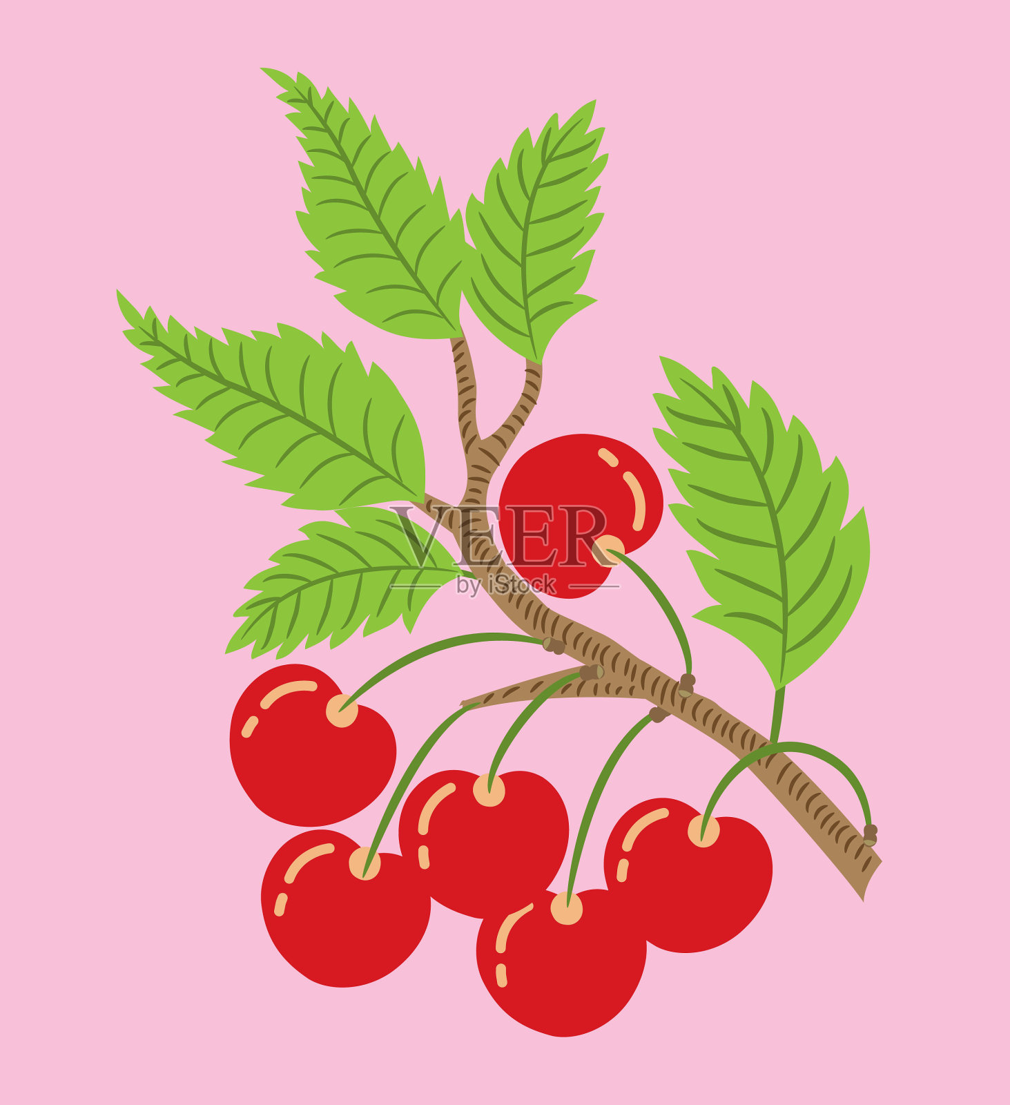 樱桃树枝上。插画图片素材
