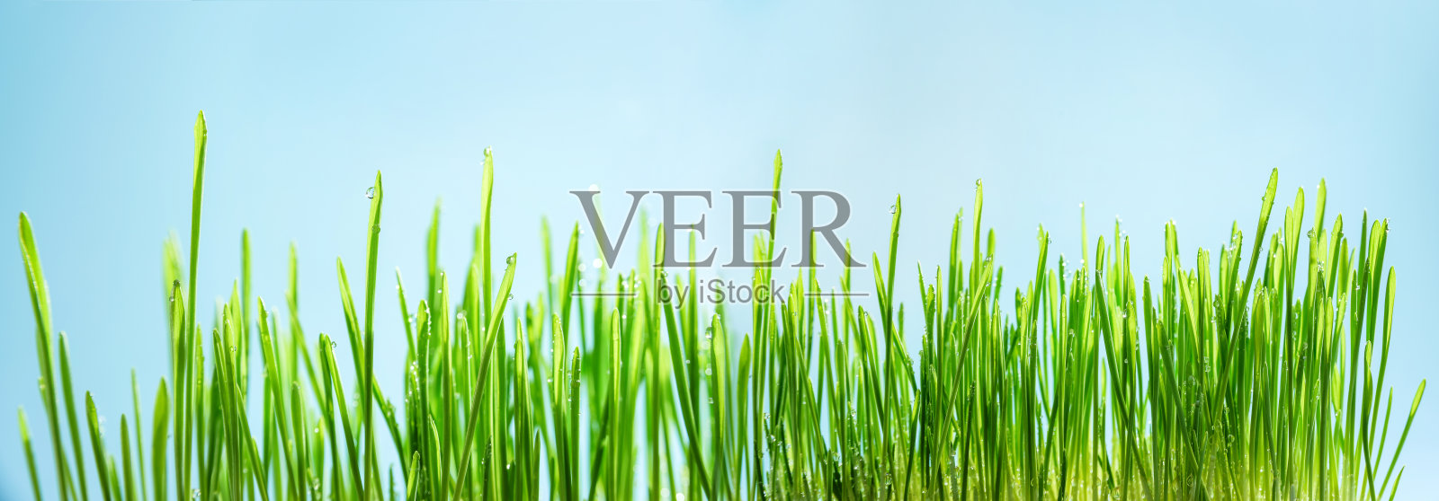 带有复制空间和选择性聚焦的蓝色背景湿草的微距照片照片摄影图片