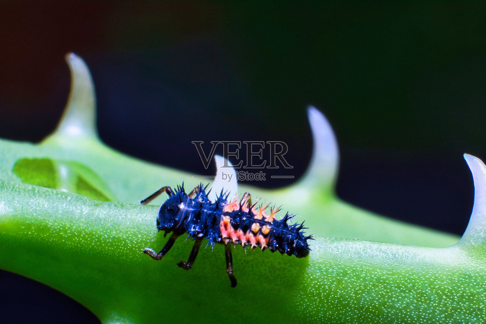 瓢虫的幼虫照片摄影图片