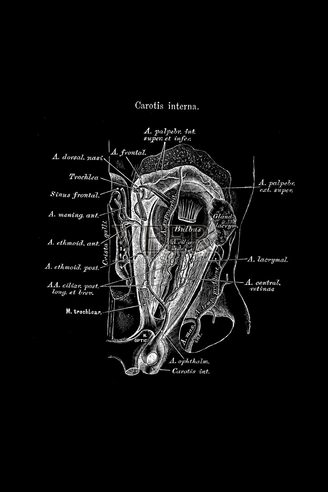 眼动脉在眼水平的分布插画图片素材