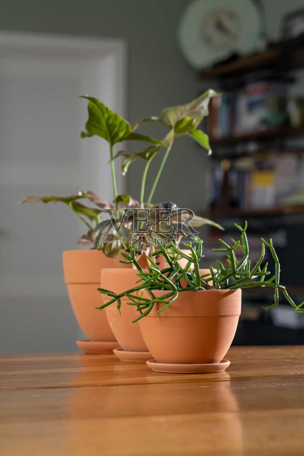 家庭室内的背景上有三个花卉花盆。照片摄影图片