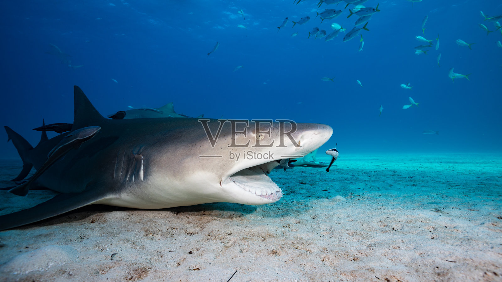 柠檬鲨照片摄影图片