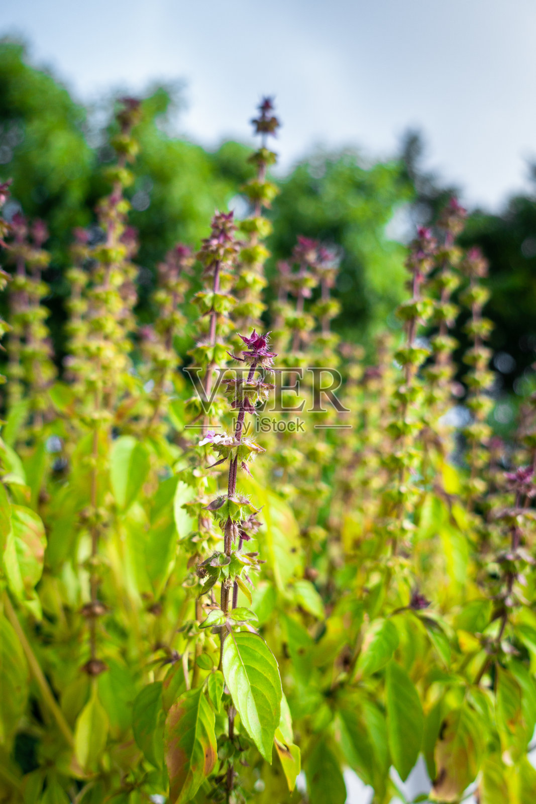 罗勒植物也被称为图尔西植物叶子的特写。这种植物在印度教中被认为是神圣的。照片摄影图片