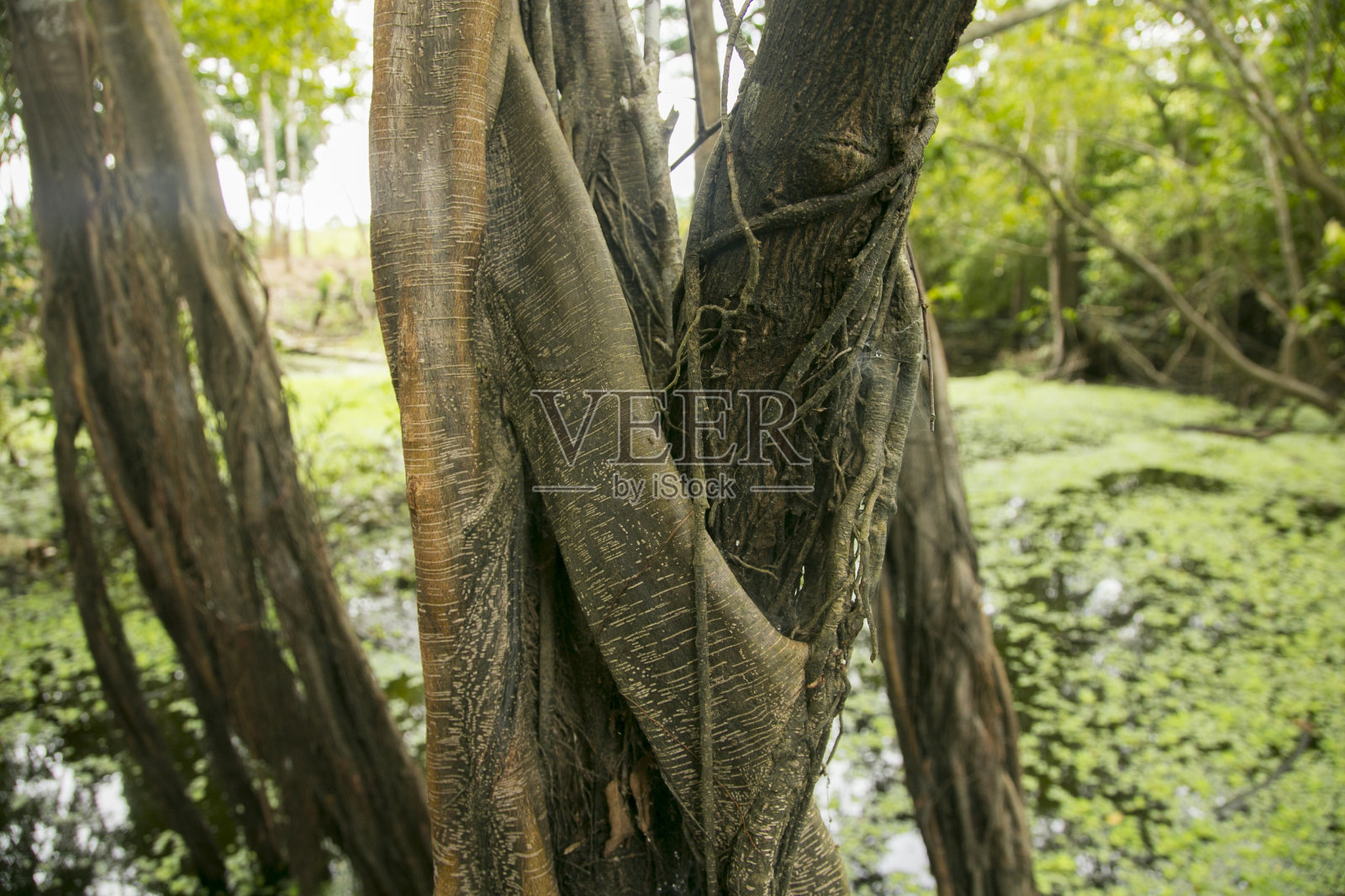 Renaco是一种生长在tahuampas和水生森林中的树，在亚马逊的冬季，聚集成数十，数百和数千个Renaco形成renacales。照片摄影图片