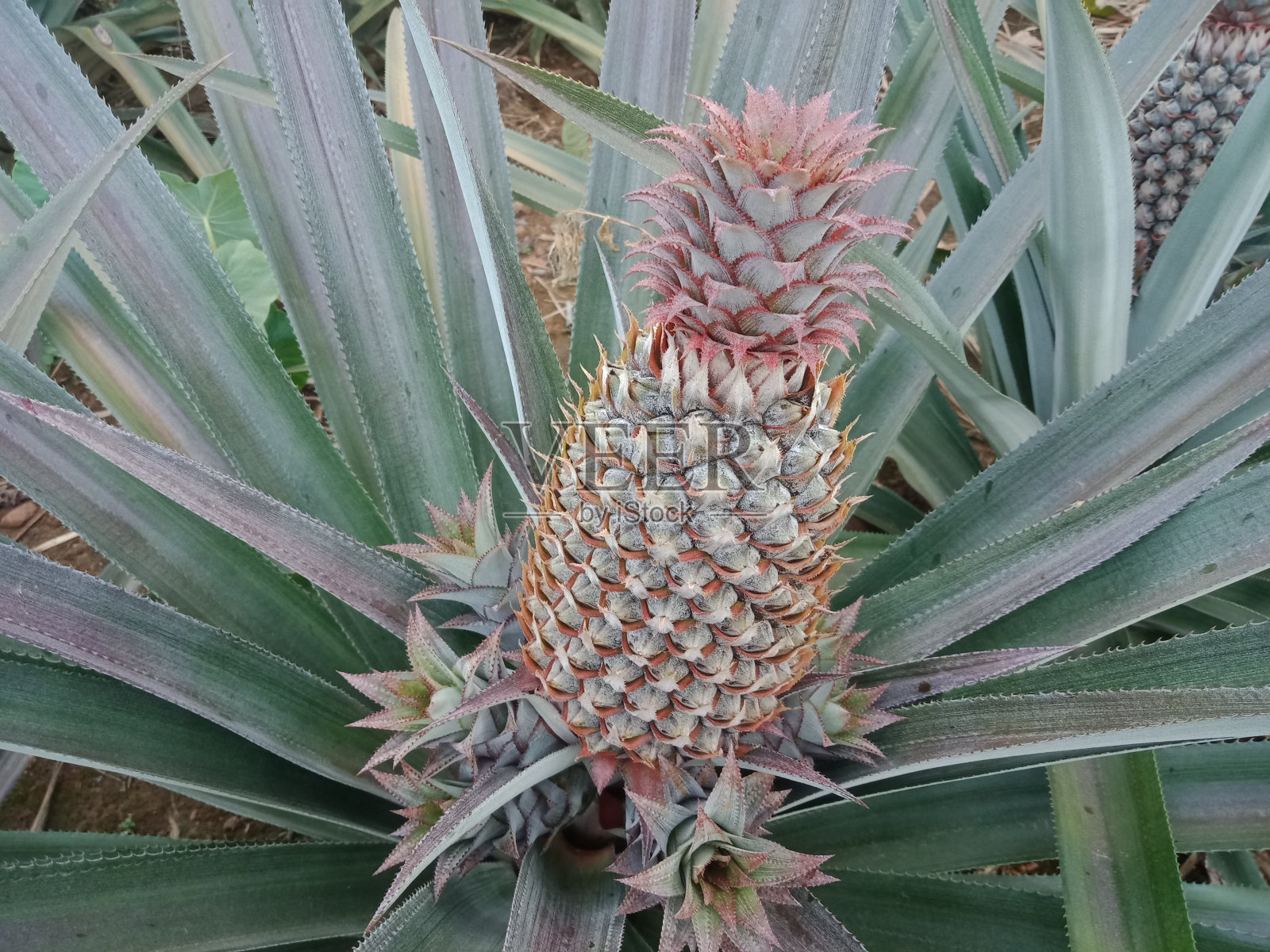 在花园里郁郁葱葱的菠萝果实植物的特写。照片摄影图片