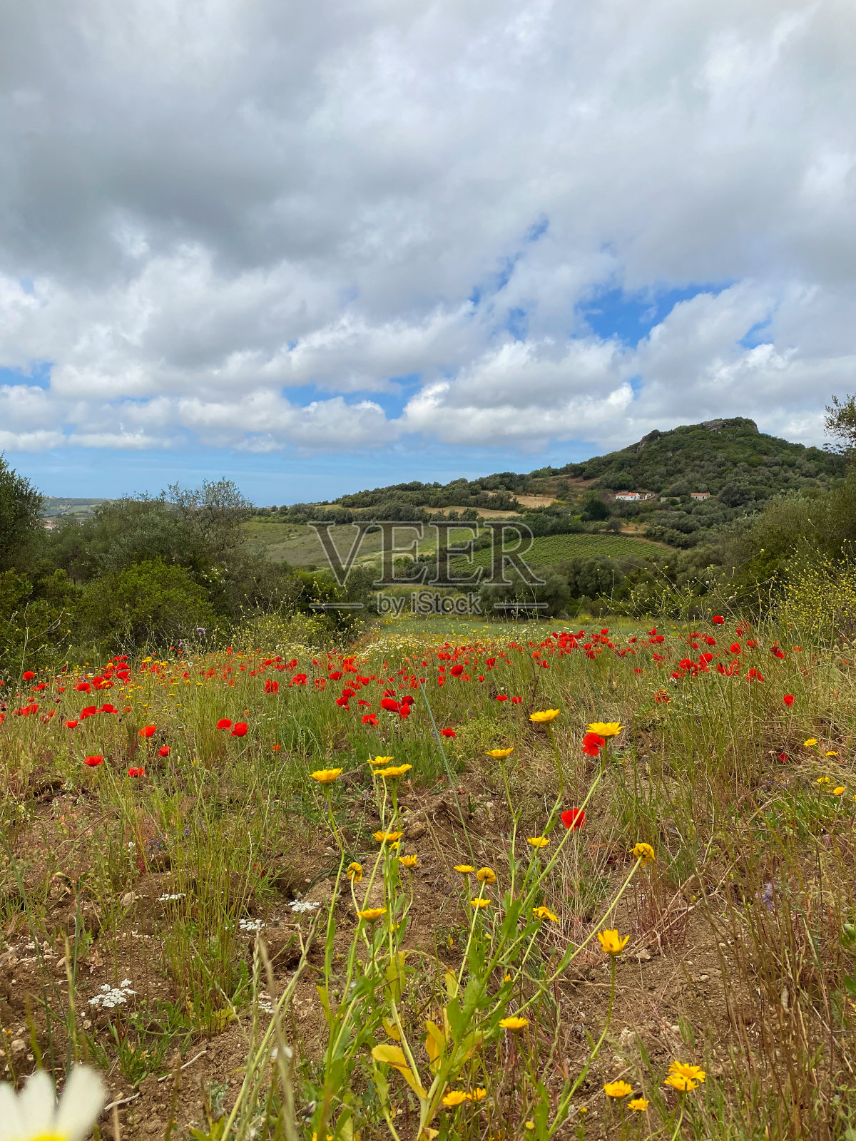 春天的罂粟田照片摄影图片