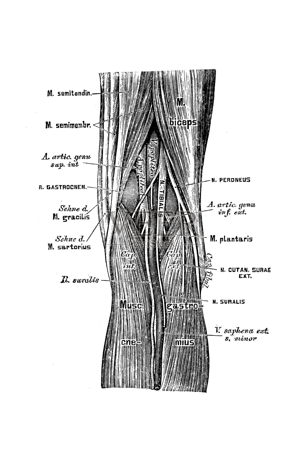 腿动脉的地形解剖插画图片素材