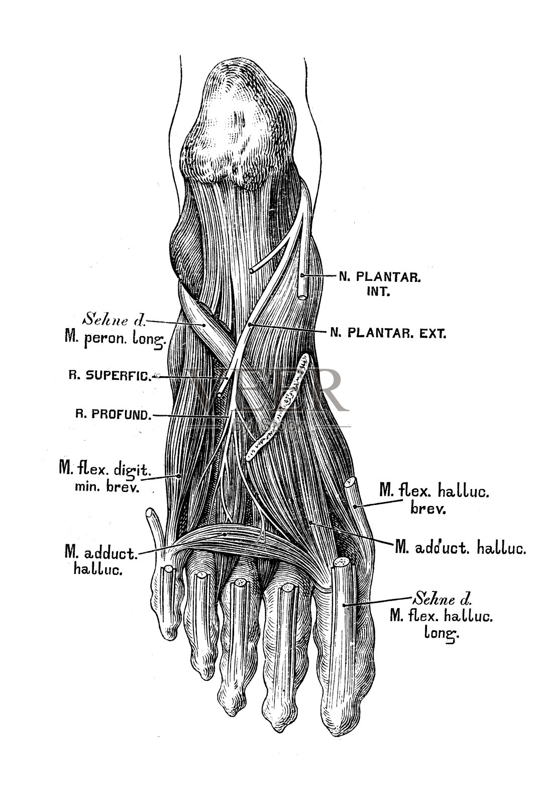 足部神经与肌肉插画图片素材