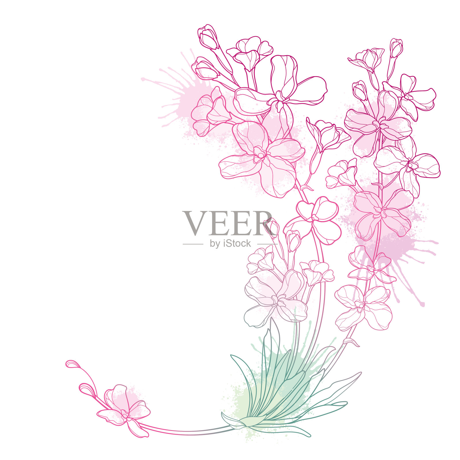 圆角花束，轮廓马提拉花，芽和叶在粉彩粉红色孤立在白色背景。插画图片素材