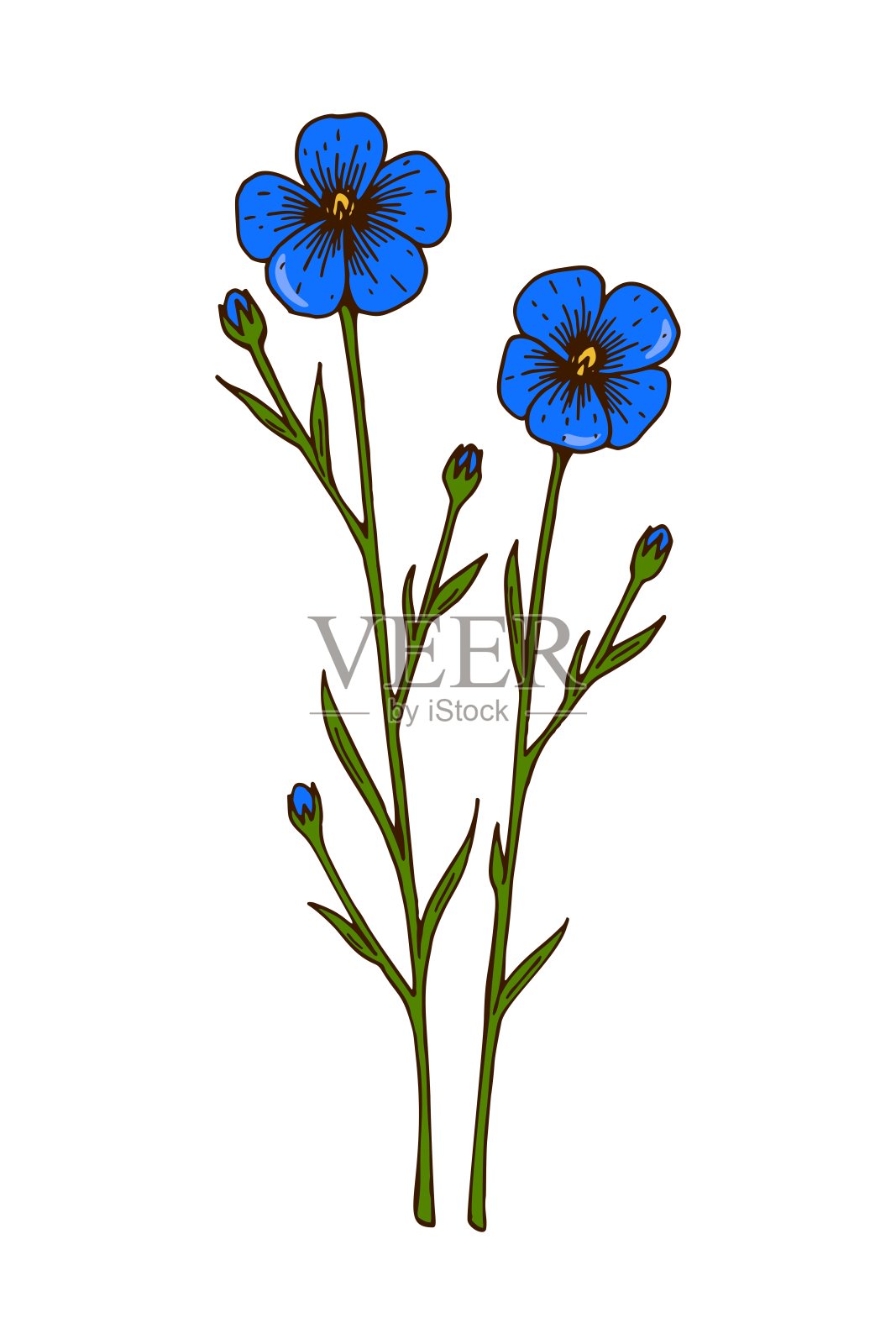 手绘彩色植物矢量图的盛开的亚麻。草地植物图插画图片素材