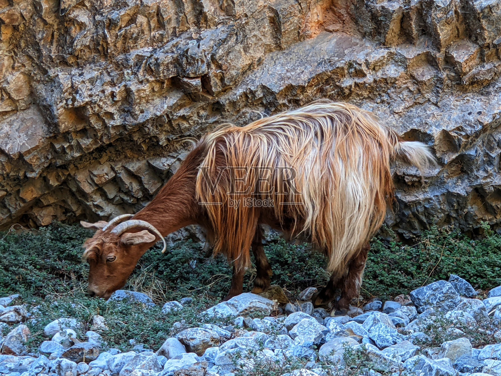 希腊的山羊照片摄影图片
