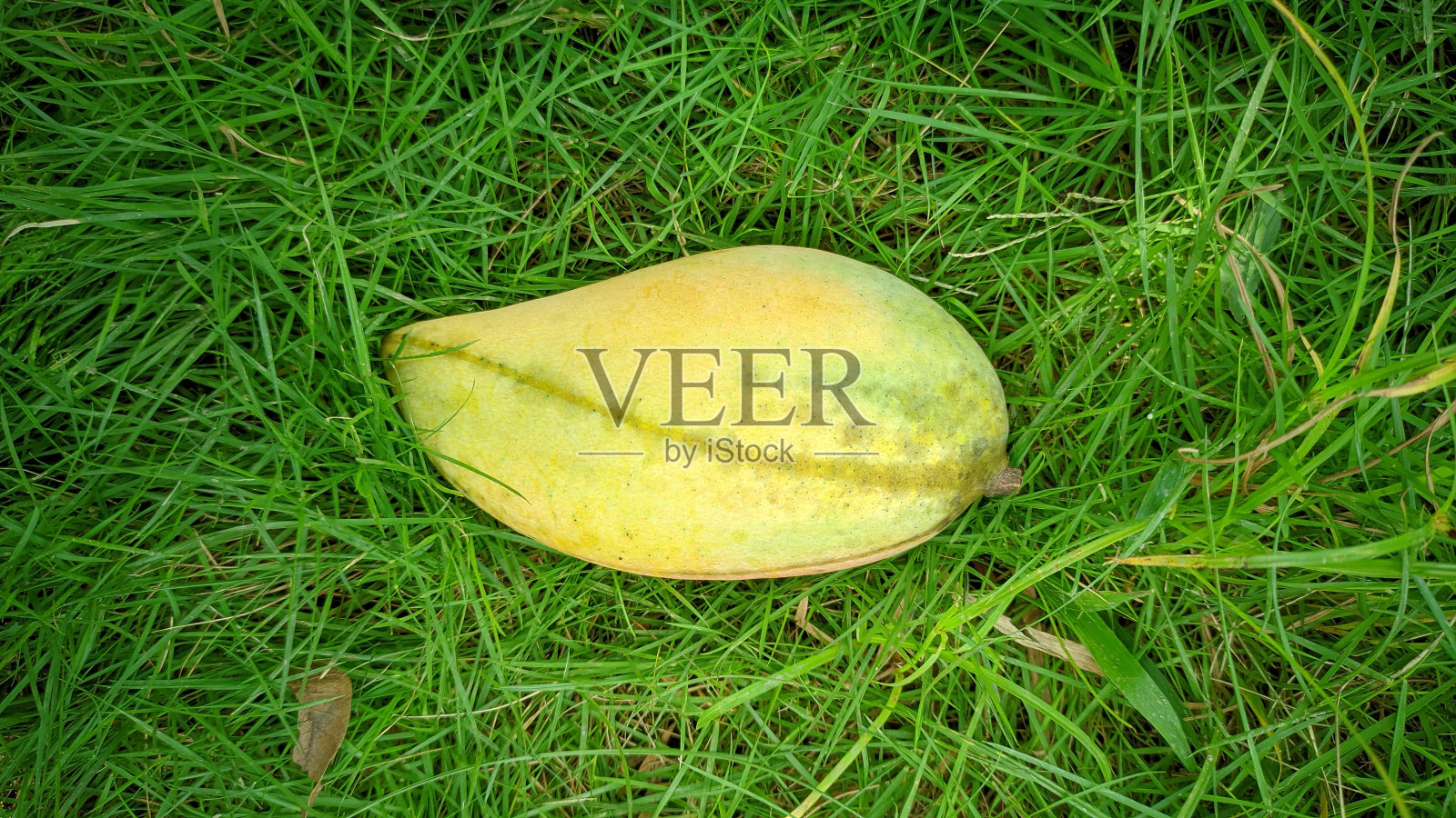 一个芒果照片摄影图片