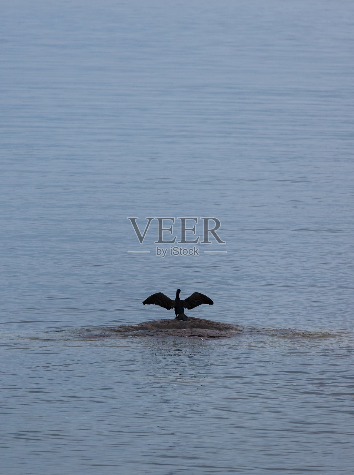 波罗的海群岛的感觉-鸬鹚照片摄影图片