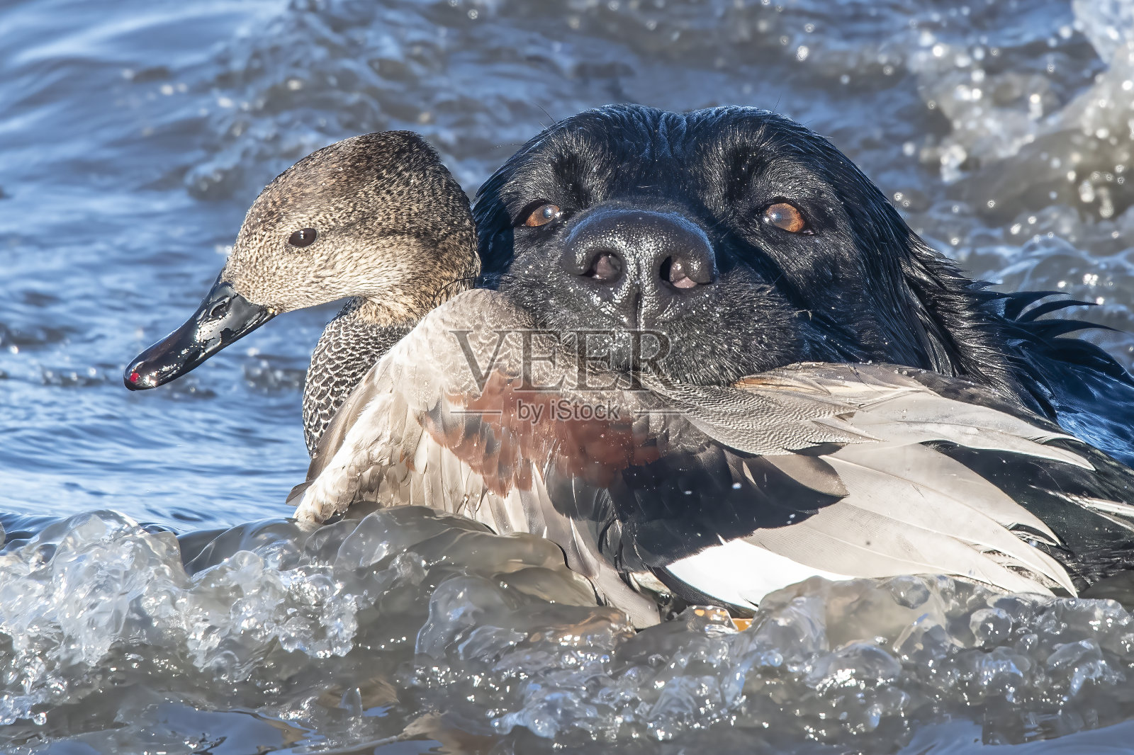 拉布拉多猎犬在工作照片摄影图片