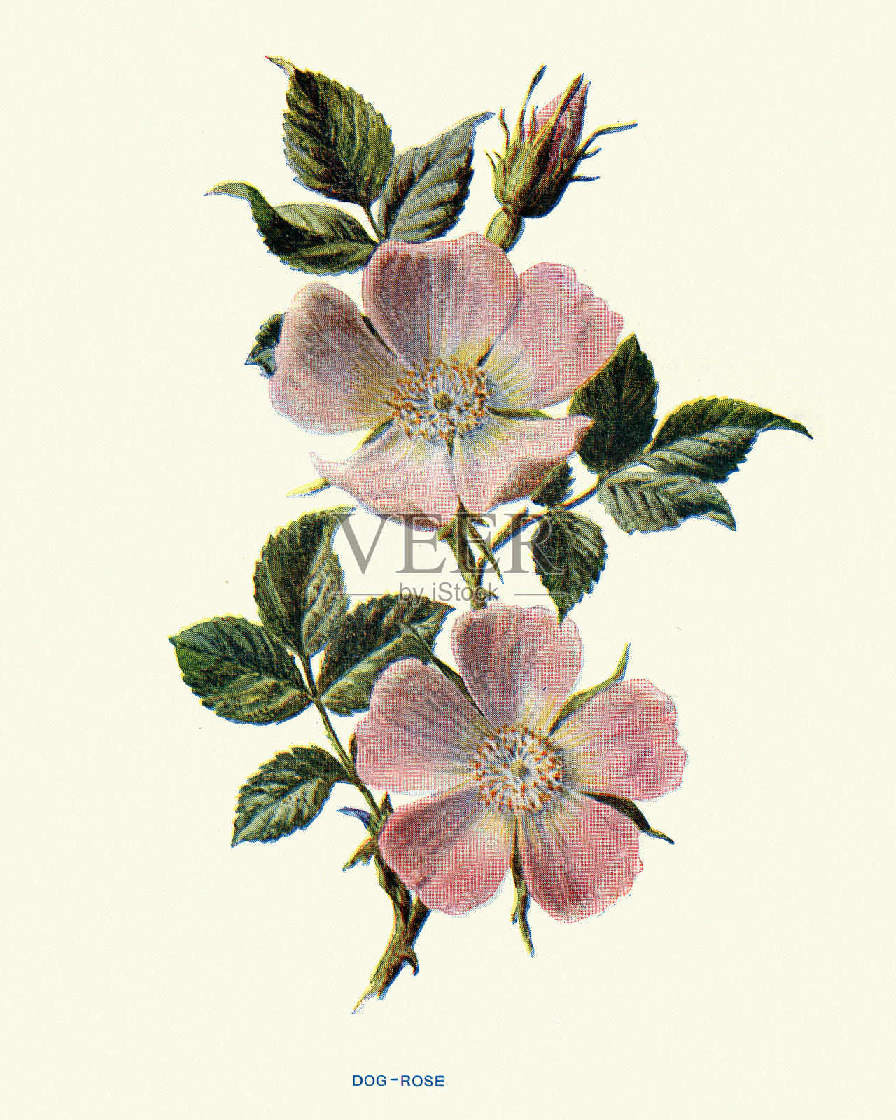 花，犬科蔷薇，俗称犬蔷薇，一种变异攀缘，野生蔷薇种插画图片素材