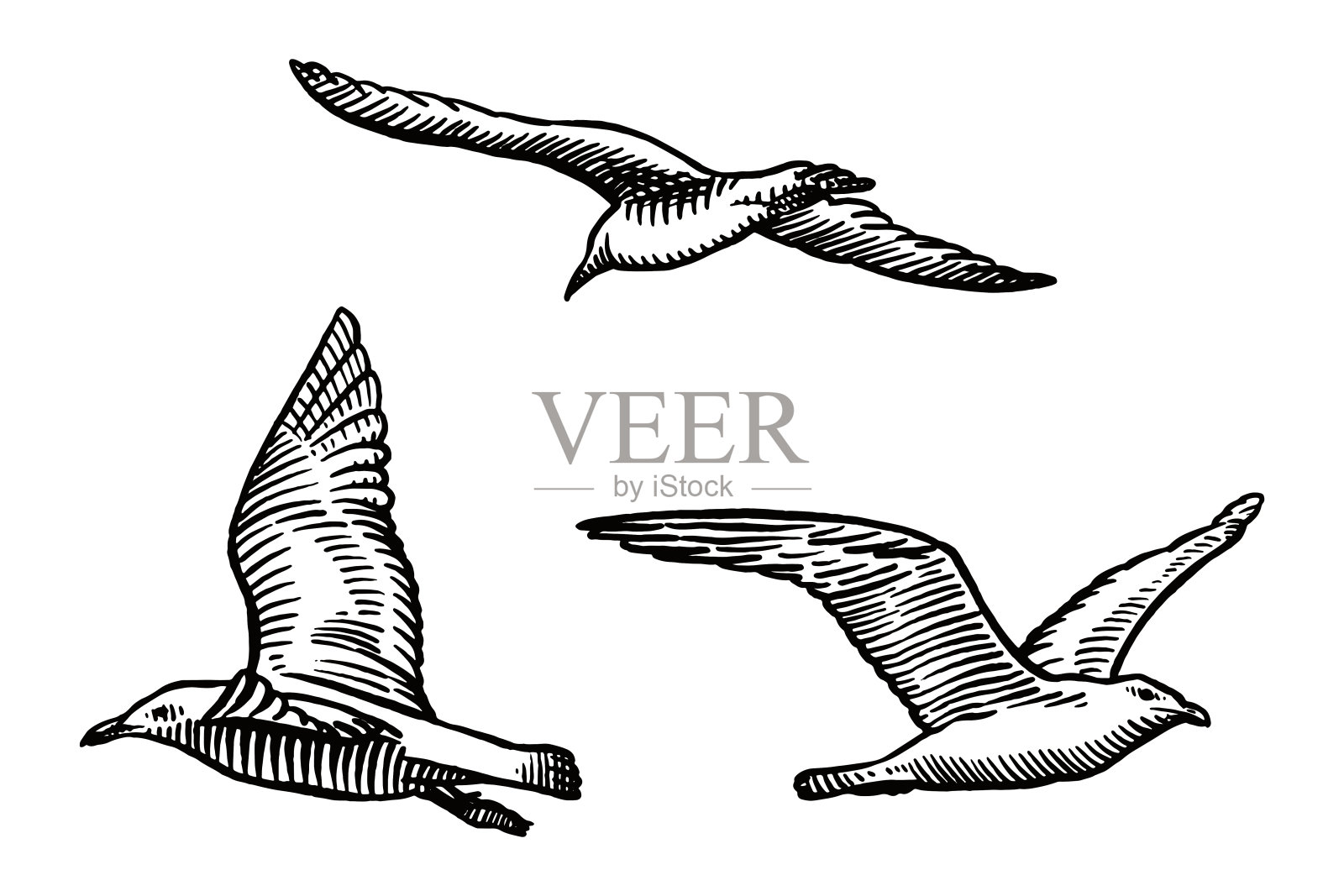 飞行海鸥矢量图纸插画图片素材