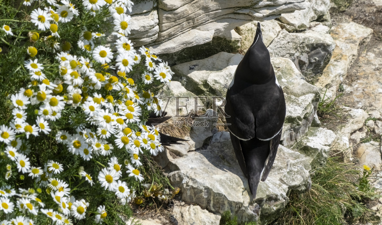 在汉普顿悬崖上的剃刀鸟照片摄影图片