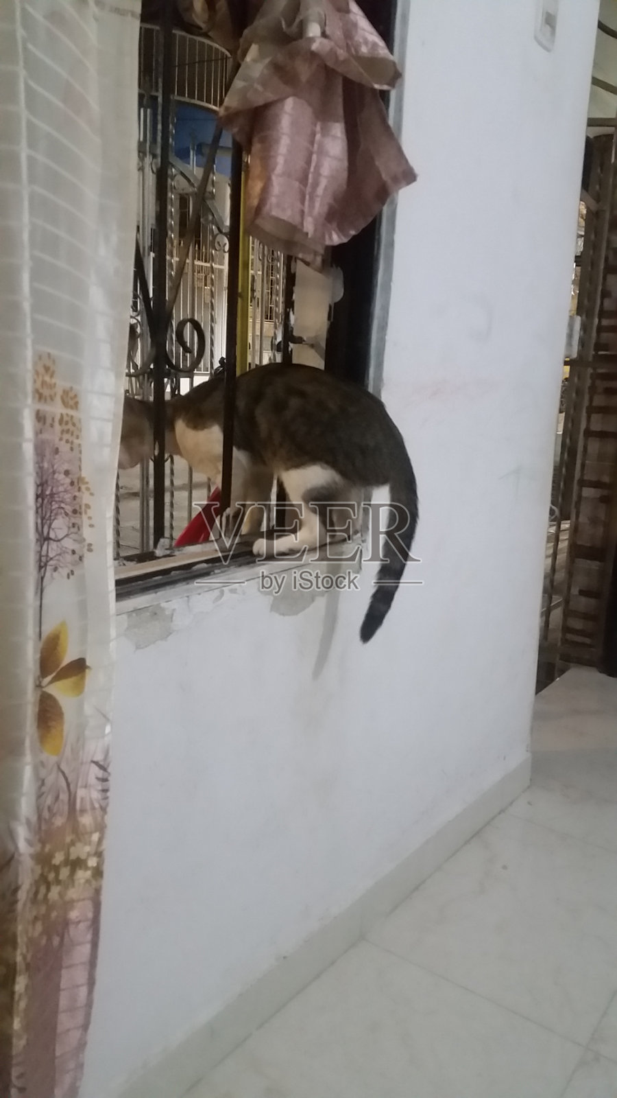 风景形象的白色和灰色的猫通过半身体通过窗口的黑色铁栏杆照片摄影图片