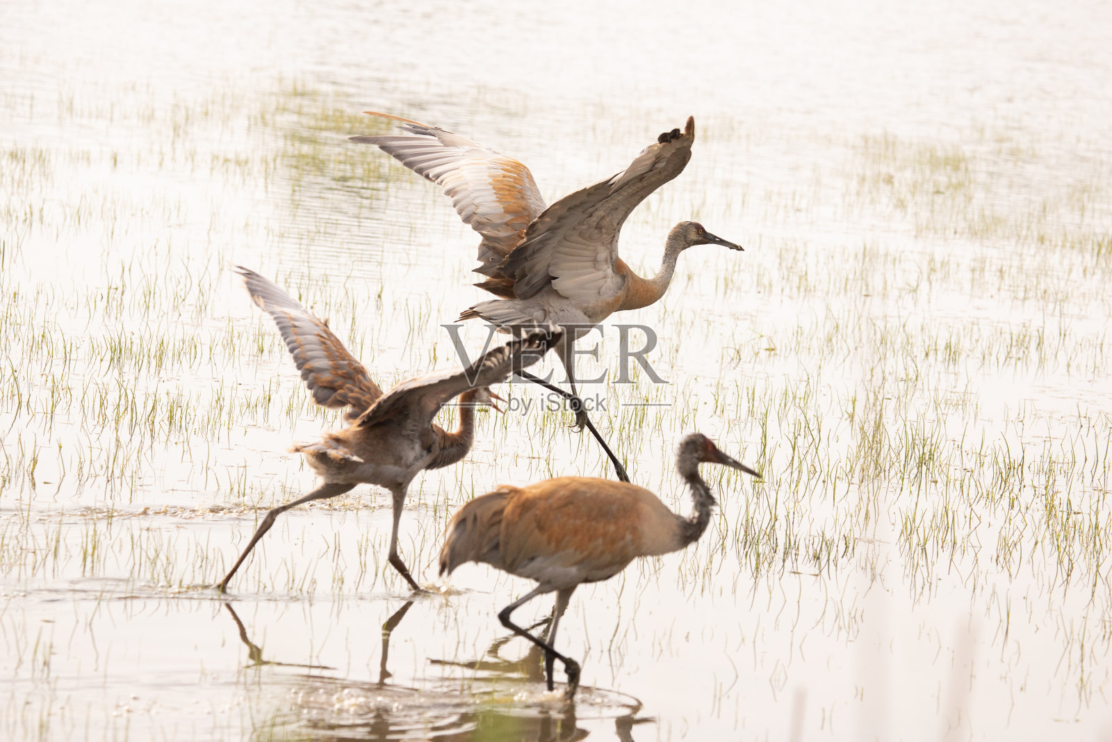 沙丘鹤科照片摄影图片