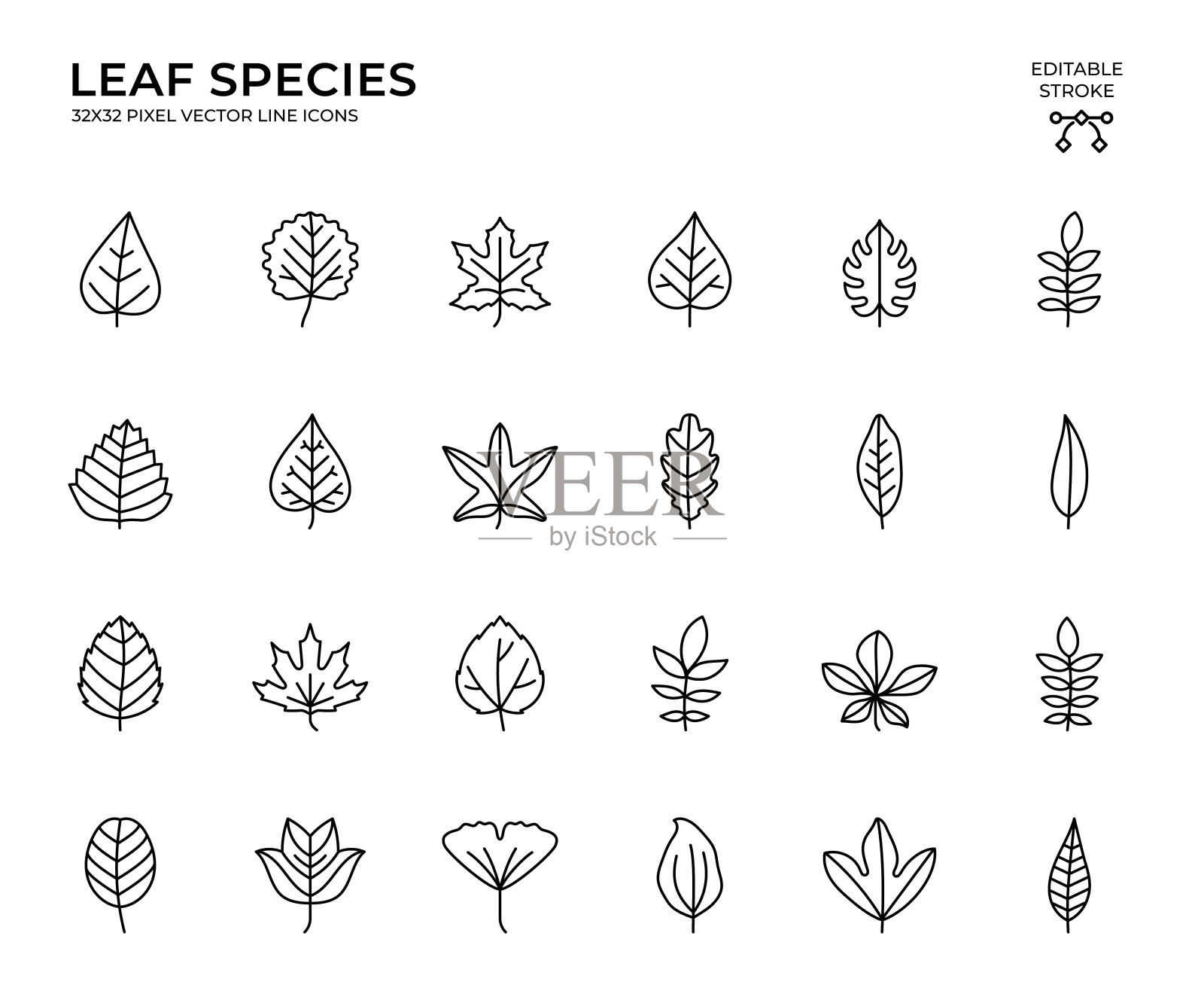 可编辑的笔画矢量图标集的叶子物种插画图片素材