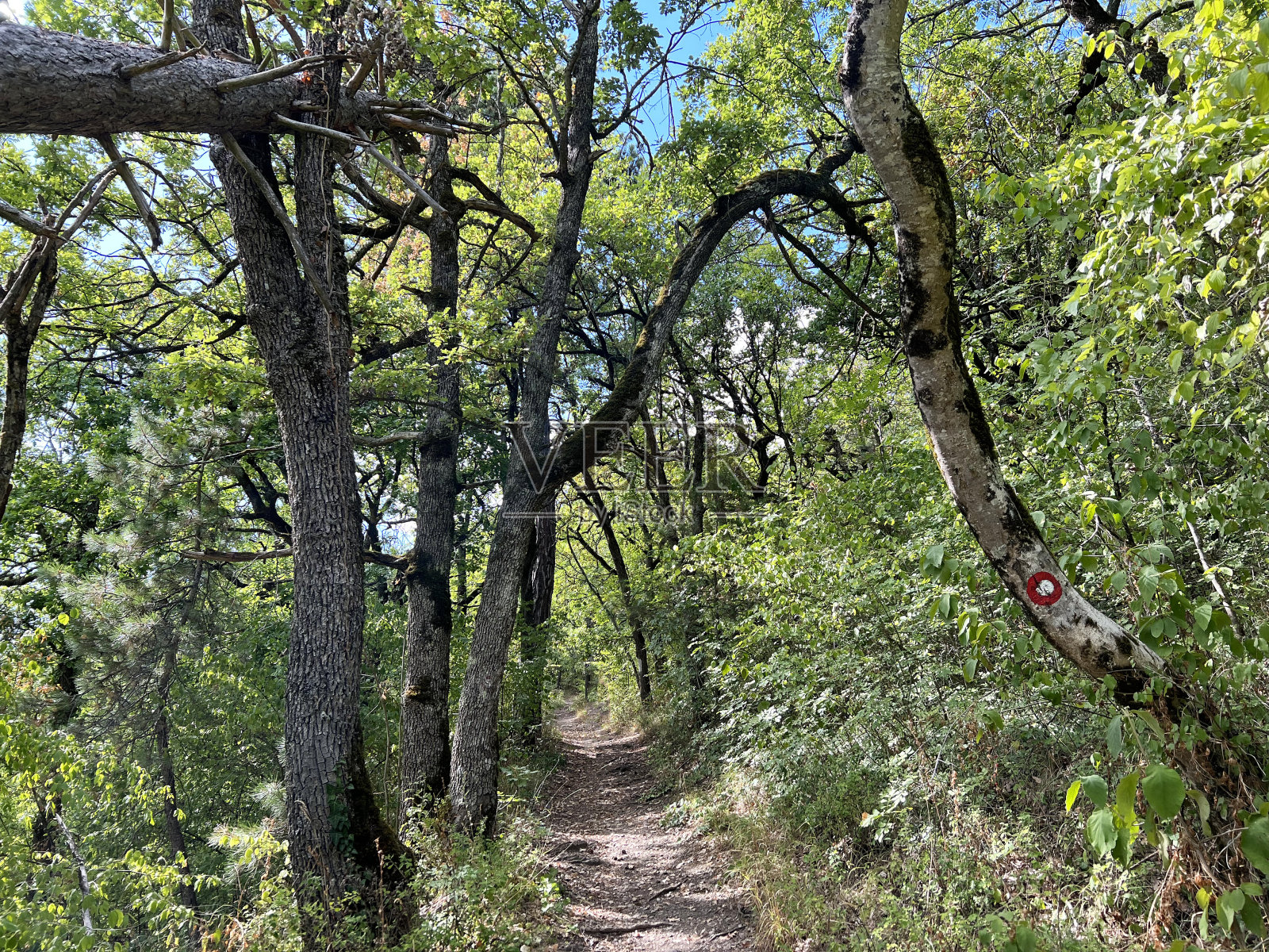 远足小径，森林小径和自行车道在帕普克自然公园，Velika - Slavonia，克罗地亚。Planinarske广场，šumski putevi i biciklisttitike ceste u parku prirode帕普克- Slavonija, Hrvatska)照片摄影图片